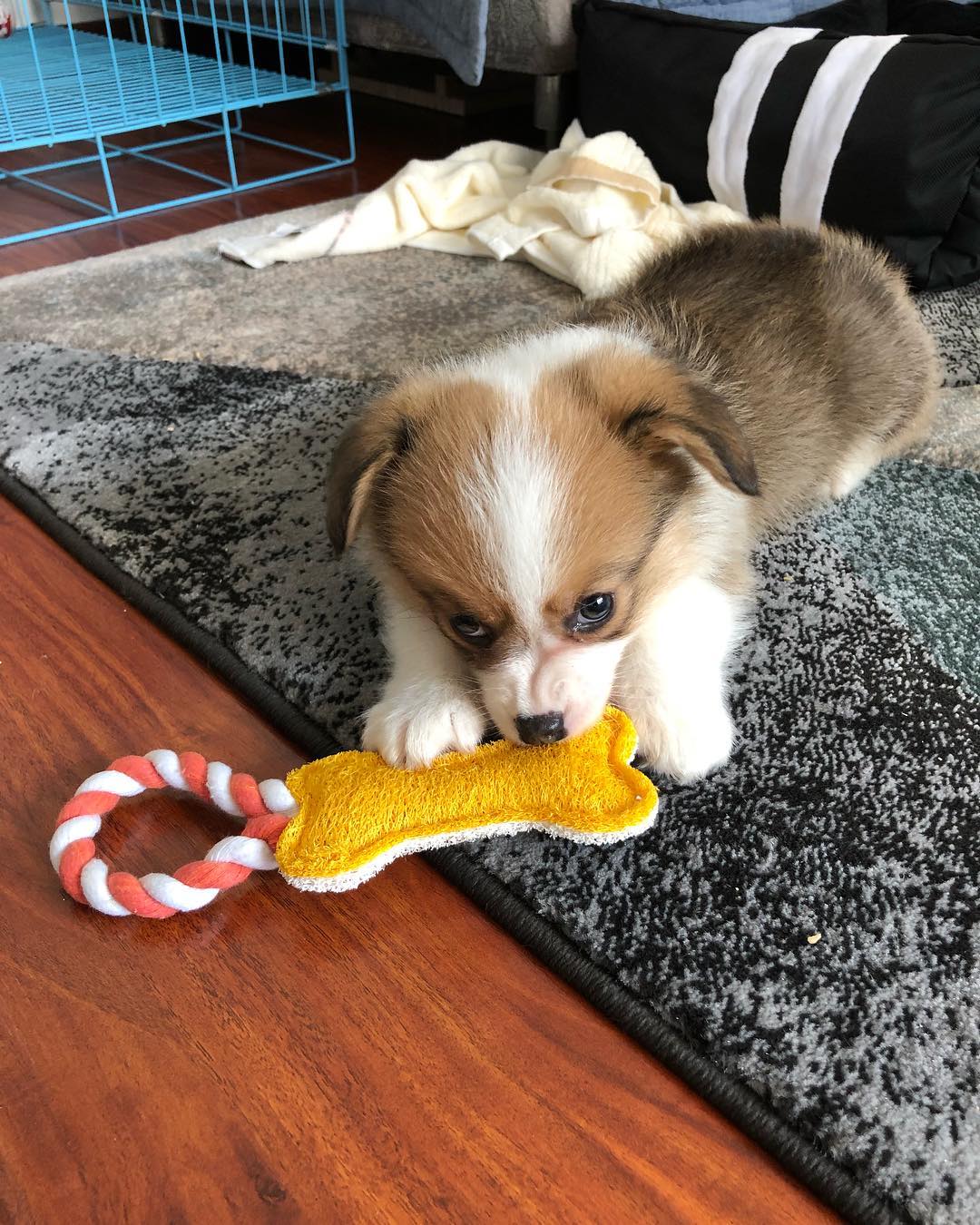 Coco, weiblicher Corgi Welpe